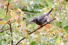 秋色のヒヨちゃん