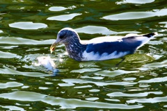 セグロカモメ(背黒鴎)