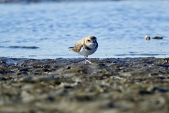 シロチドリ(白千鳥)