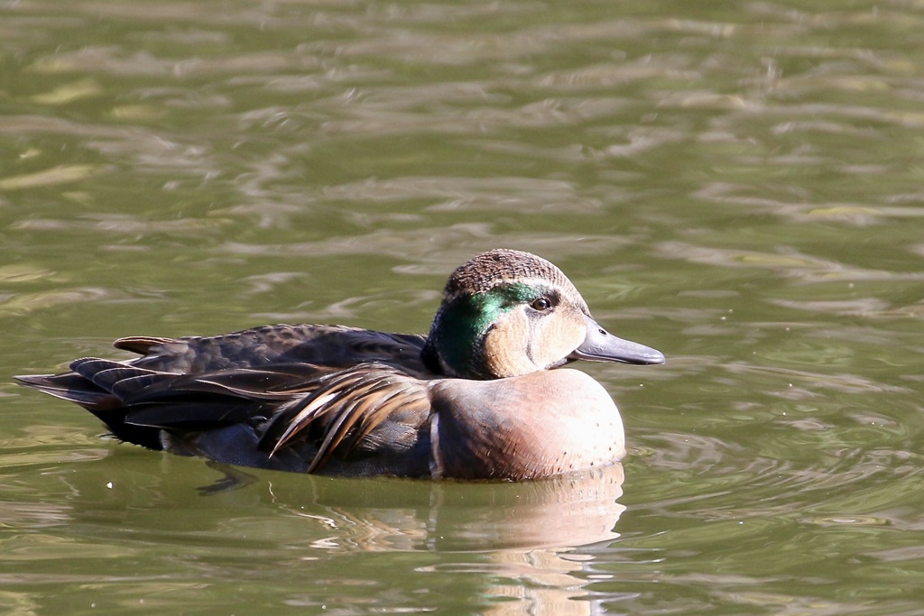 トモエガモ(巴鴨)
