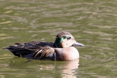 トモエガモ(巴鴨)