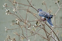 白い実を食べた