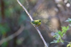 出番前のメジロさん