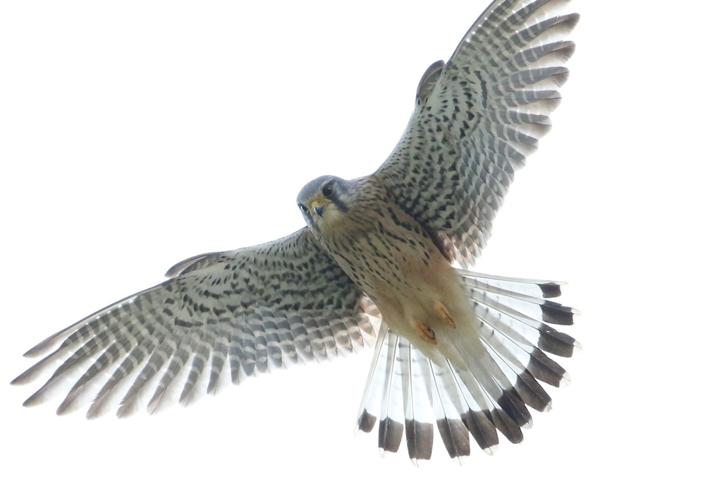 チョウゲンボウ(長元坊)