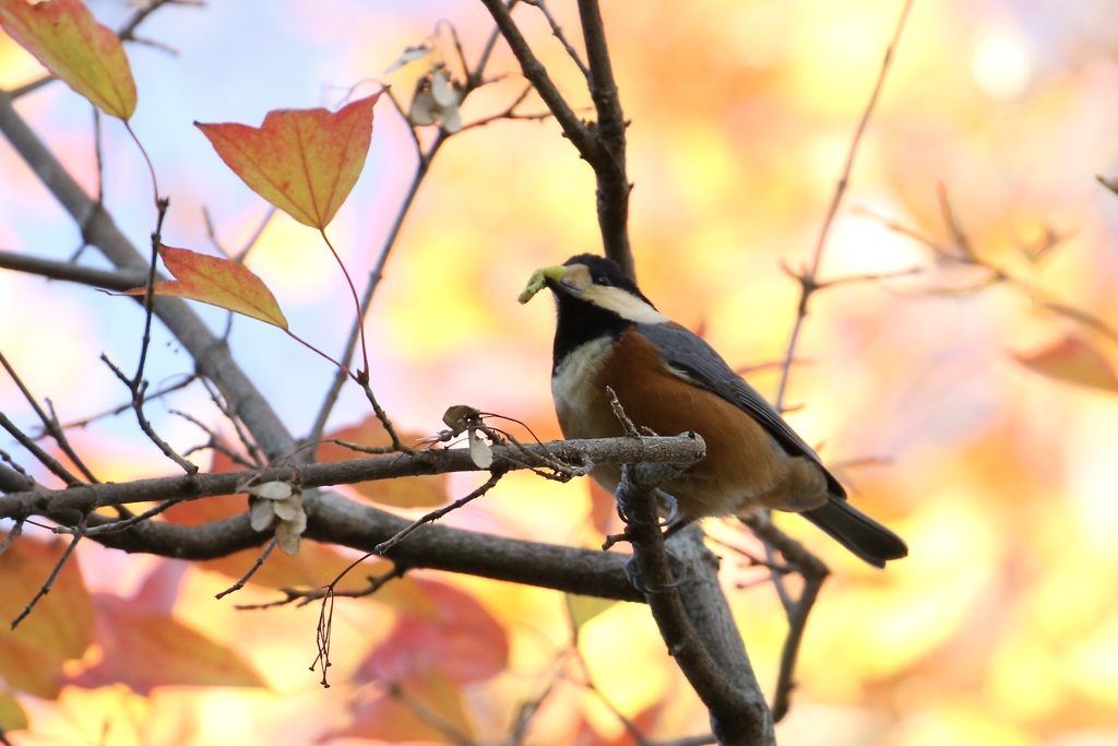 やっと出会えたヤマちゃん!