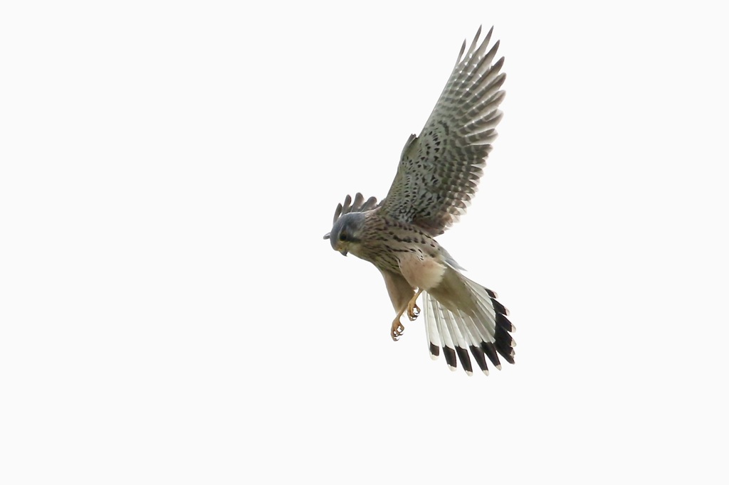 チョウゲンボウ(長元坊)