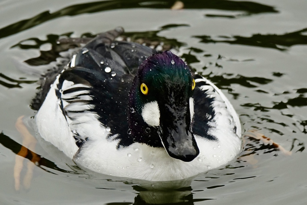 ホオジロガモ・前向き