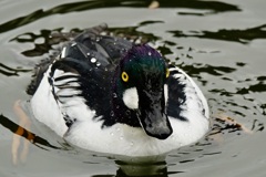 ホオジロガモ・前向き