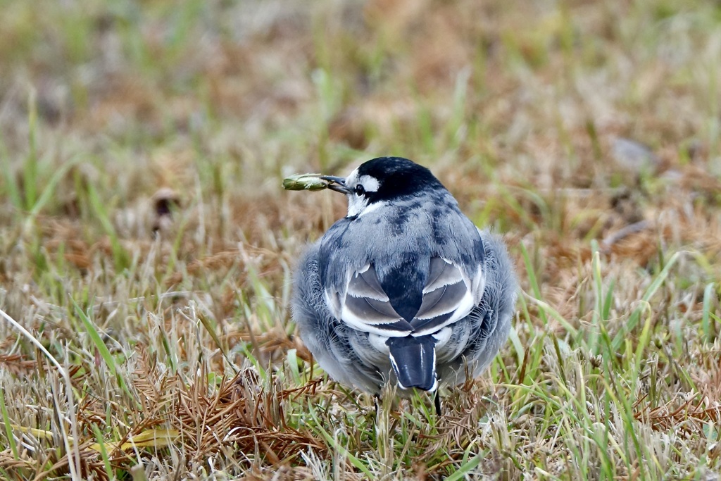 身近な鳥さん・ハクセキレイ