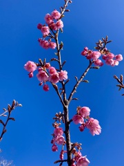 散歩道②  春模様