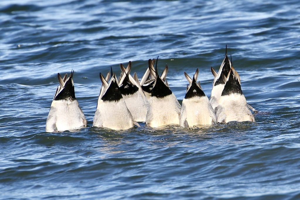 シンクロチーム・オナガガモ
