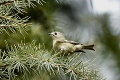 キクイタダキ(菊戴)