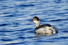ハジロカイツブリ(羽白鳰)