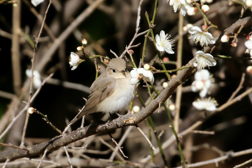 ニシオジロビタキ(西尾白鶲)