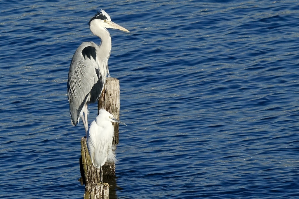 一休み・・・アオサギ(青鷺)　コサギ(小鷺)