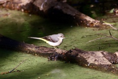 キセキレイ(黄鶺鴒)