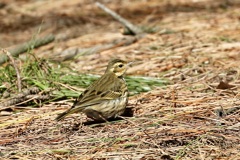 ビンズイ(便追)