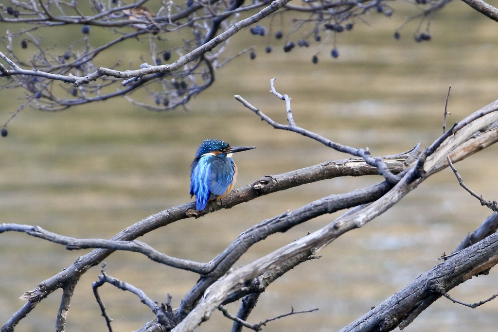 カワセミ(翡翠)