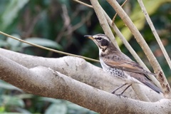 枝止まりのツグミ(鶫)