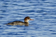 ウミアイサ(海秋沙)