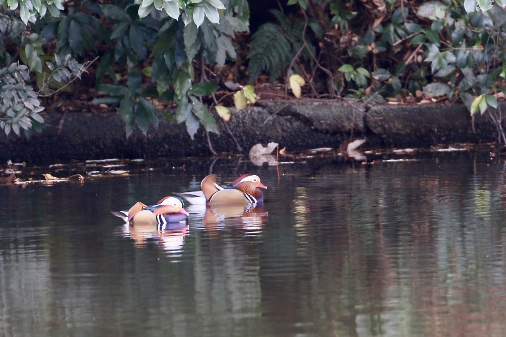 オシドリ(鴛鴦)