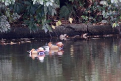 オシドリ(鴛鴦)