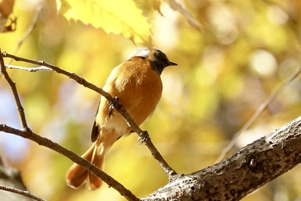 ジョビ男くんのお腹