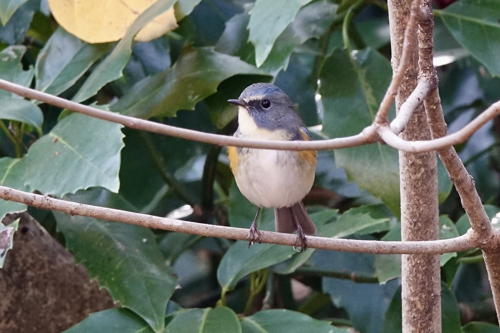 消しゴムが欲しい!
