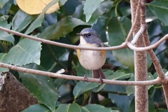 消しゴムが欲しい!