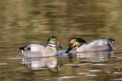 ヨシガモ(葦鴨)