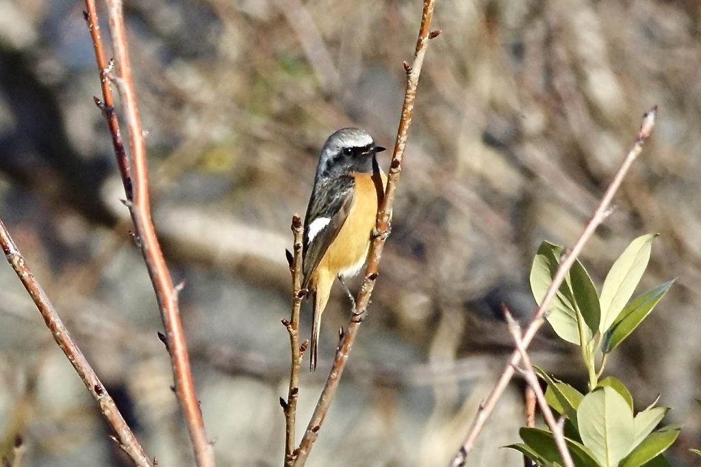 今季初見のジョビ男くん