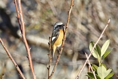 今季初見のジョビ男くん