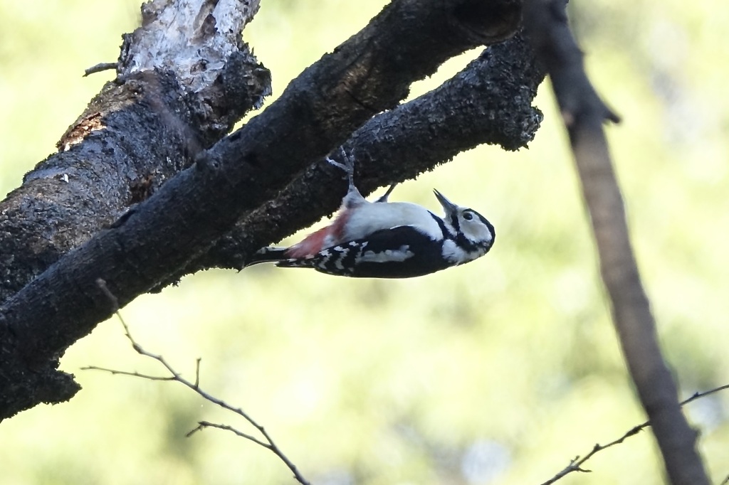 アカゲラ(赤啄木鳥)