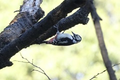 アカゲラ(赤啄木鳥)