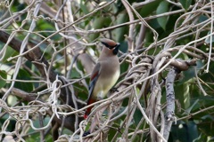 久しぶりのヒレンジャク