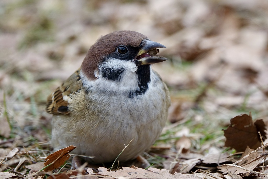 身近な鳥さん・スズメ