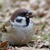 身近な鳥さん・スズメ