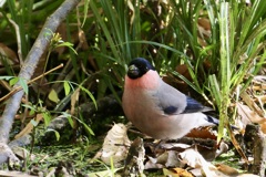 喉乾いたよ・・・ウソ(鷽)