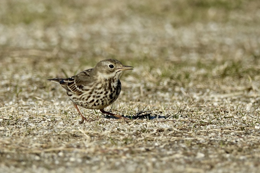 タヒバリ(田雲雀)
