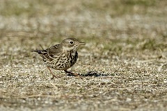 タヒバリ(田雲雀)