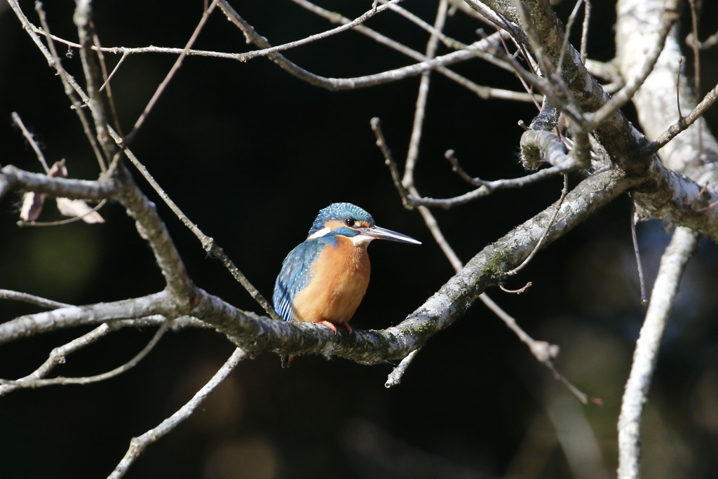 カワセミ(翡翠)