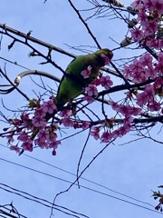 証拠写真(ワカケホンセイインコ)