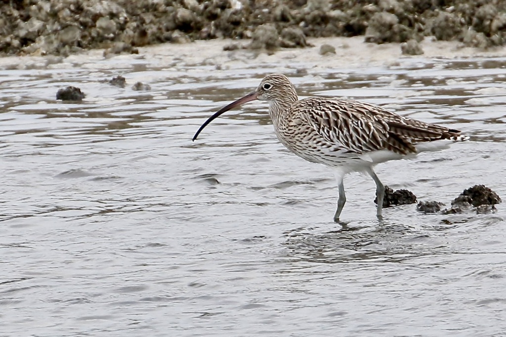 ダイシャクシギ