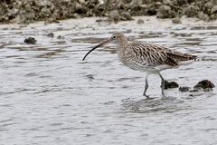 ダイシャクシギ