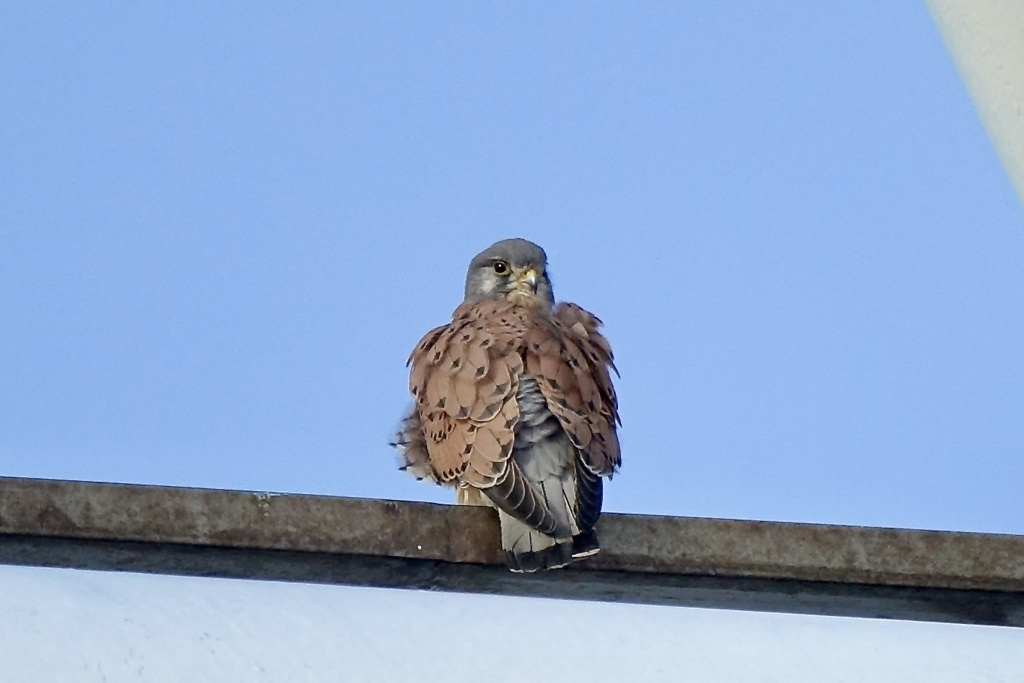 チョウゲンボウ(長元坊)