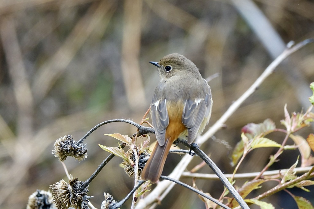 見返り美人風のジョビ子さん