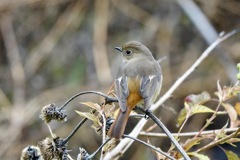 見返り美人風のジョビ子さん