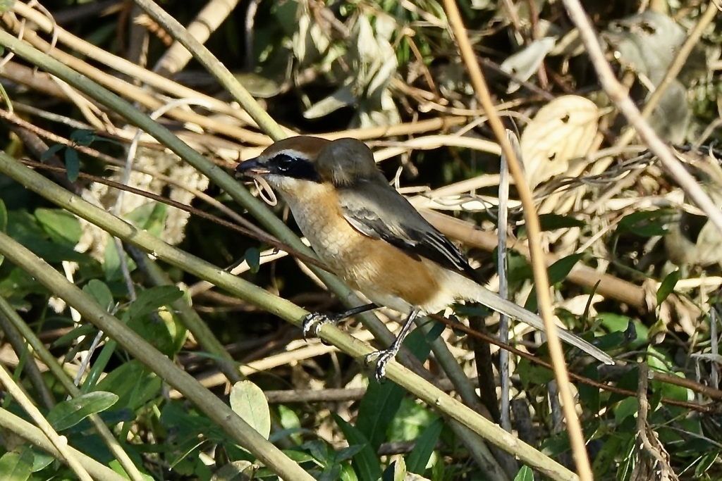 獲物　ゲットー