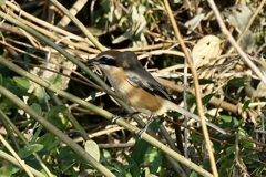 獲物　ゲットー