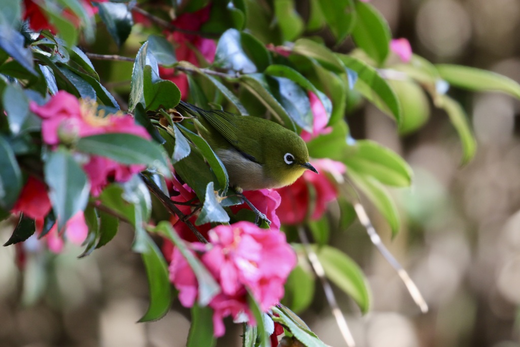 サザンカとメジロ